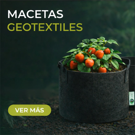 Maceta